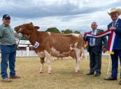 Daniel Clarke with Glencrest Judgement Valmay who won Guernsey senior female champion and best senior udder, also pictured with judge Brian Leslie (right) and Kevin Everett. Pictures by Samantha Townsend 