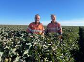 John 'Cowboy' Cameron and his son Bob are overall winners of the 2023-4 FastStart cotton establishment awards' dryland category. Picture supplied