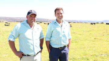 Landfall Angus co-principals Ed and Frank Archer plan on utilising Vytelle's hormone-free IVF in their herd for the next three years to trial the benefits of the breeding technology and improve their rate of genetic gain. Picture supplied