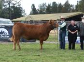 Black Dog Ride charity heifer, Lonaker Clementine 20 T1, with Dean McGuire, Tarcutta, Hope and Max Farley, Lonaker Limousins, Narrikup, WA. Photo by Helen De Costa. 