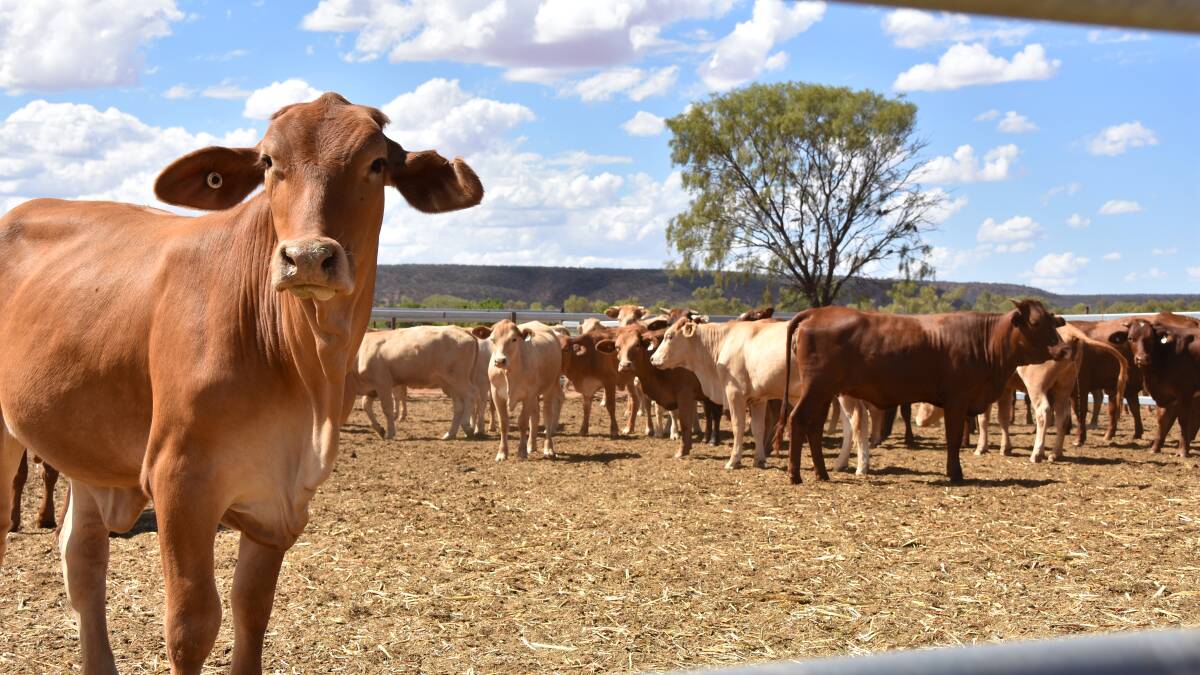 Processors pay up for cattle