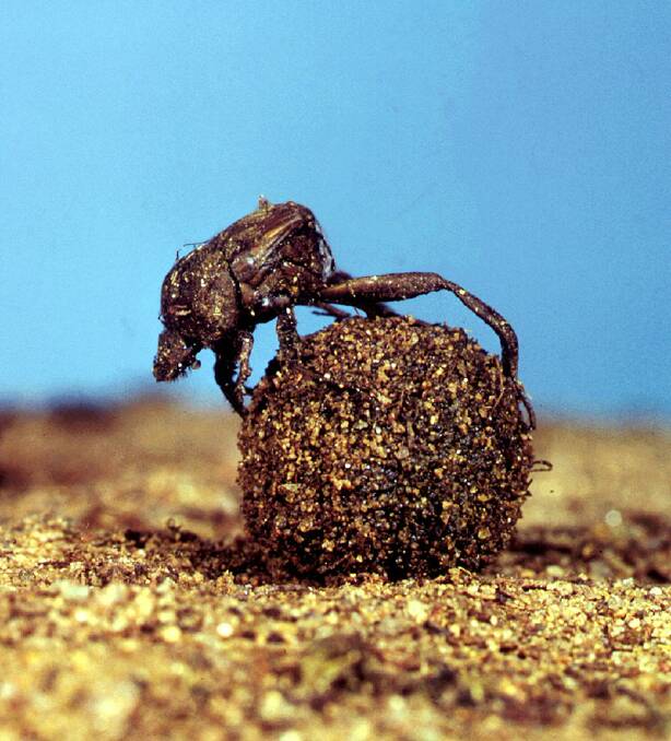 TAKING CARE OF BUSINESS: Dung beetles at work. Photo: CSIRO