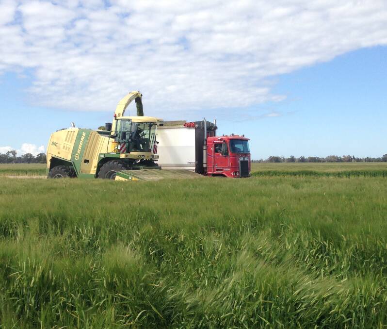 Powered by a MAN 24 litre, V12 816 kilowatt engine, Phil Townsend's Krone Big X has smashed through silage production in cereal crops at up to 300 tonne per hour, sorghum at up to 550t/h and corn at 2500 tonne a day.