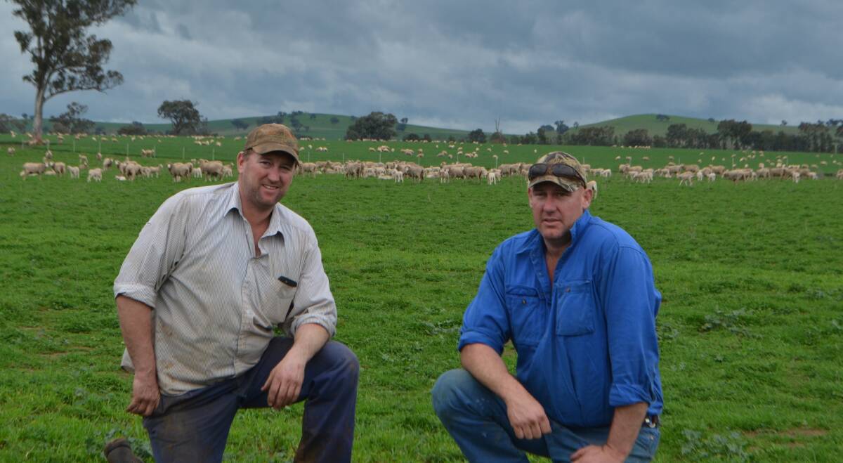 Simon and Angus Brabin, inspecting Merino ewes lambing on a highly improved lucerne-based pasture at "Bundaleer", Junee. "We are trying to keep body size along with a plain skin because of the carcase values."