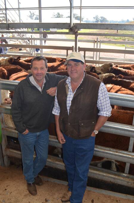 Nick McKimmie, Tallangatta with his client, Phillip Paton, "Kinnoull", Tallangatta, and the pen of 33 Hereford steers weighing 509kg sold for $1635.