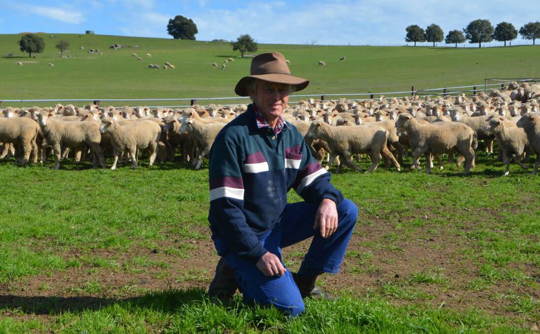 Terry Goldsworthy with a selection of his second-cross lambs from which the $240 lambs had been picked. He said it was a great price and he was pleased to continue to support the Lung Transplant Research Fund.  