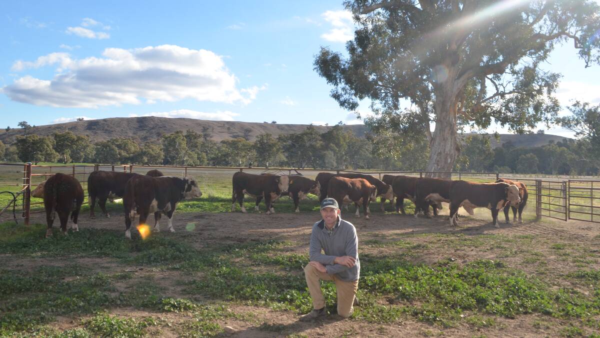 James Pearce with a draft of the 40 Poll Hereford bulls rising two year old which will be displayed during the southern Beef Week and will be for sale. "We are potentially attracting a different audience during Beef Week." 

