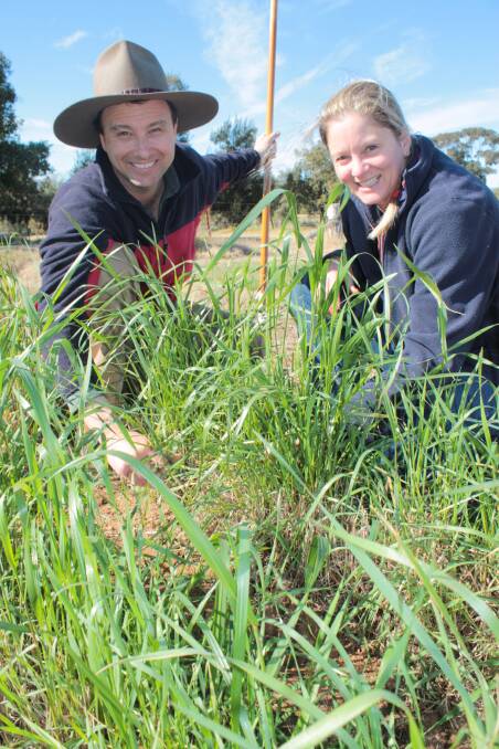 Dual-crop potential: NSW Department of Primary Industries staff, Matthew Newell and Susan Langfield, evaluating perennial wheat grazing trials at the Cowra Agricultural Research and Advisory Station. Photo: supplied.