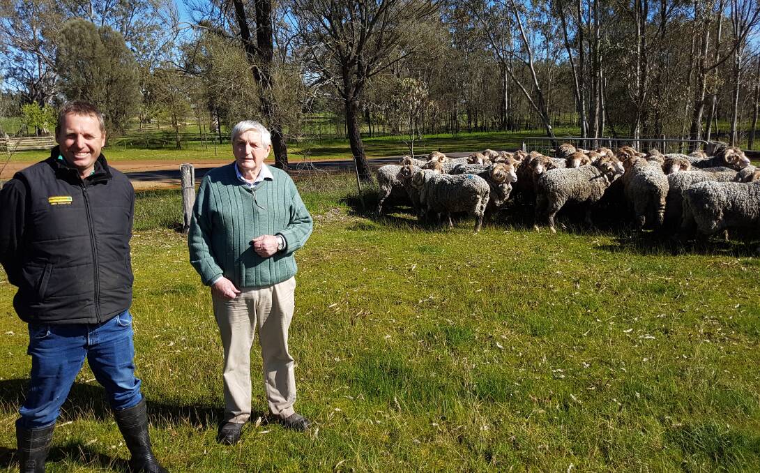Tim and Ron Hawkins, with a selection of their rams. “With our wool cuts and good returns from lambs it is an exciting time for sheep.”

