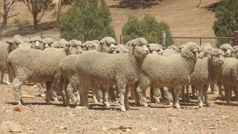 Top price at $230 was paid by Boorowa interests for 197 18 month old CentrePlus-blood Merino ewes, NSM and July-shorn on account M.L and R.M Grogan, Binalong. Photo: supplied