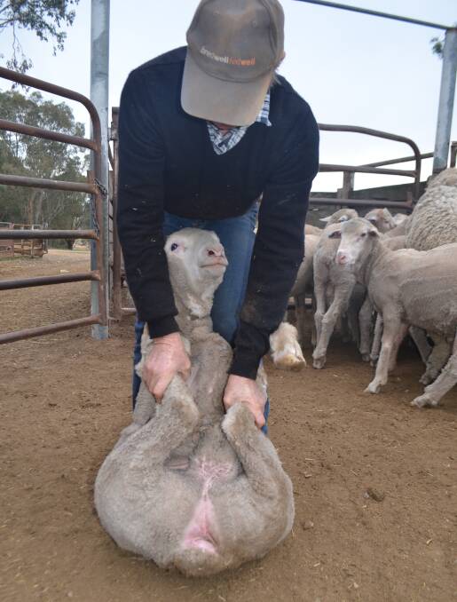 Ron Blyth, "Bobacumbola", Adelong, showing the bare breech on one of his un-mulesed ram weaners.