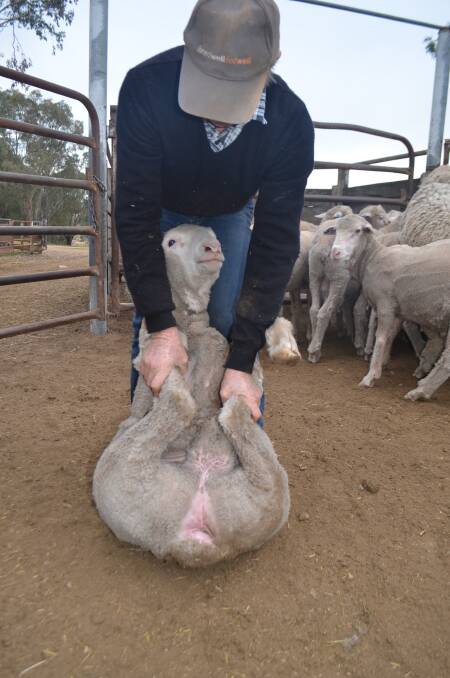 Ron Blyth, "Bobacumbola", Adelong, showing the bare breech on one of his un-mulesed ram weaners.