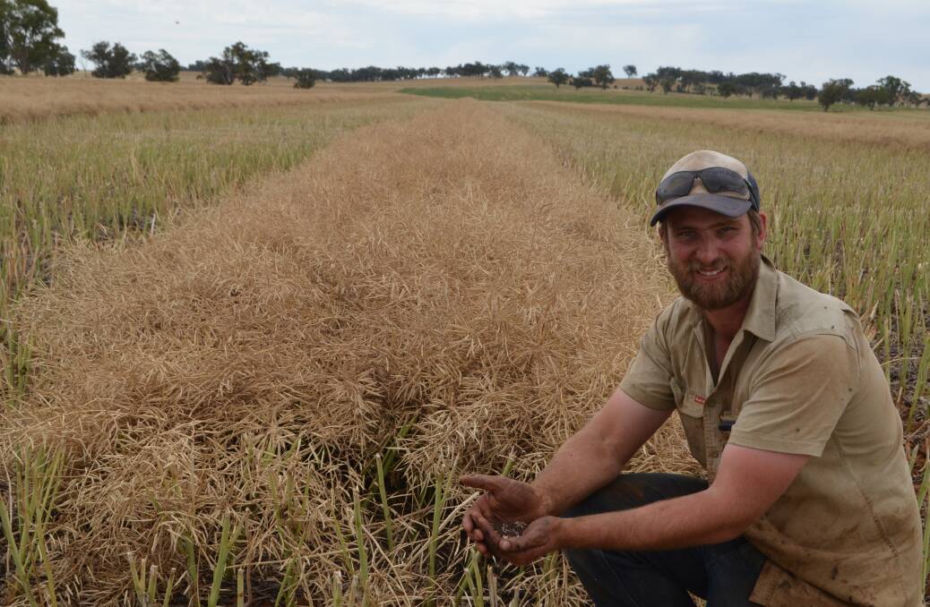 Dan Fox, "Gladlea", Marrar, holding a sample of canola near the remaining few windrows of the 615ha crop he has grown in partnership with his father David. 