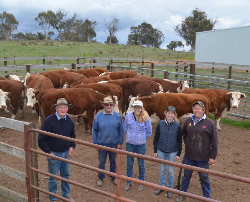 Generations of Hereford breeders, Jeff, Ross, Sarah, Zoe and David Fraser, in the yards at "Thornliegh", Adaminaby, with six year-old Hereford cows with calves.