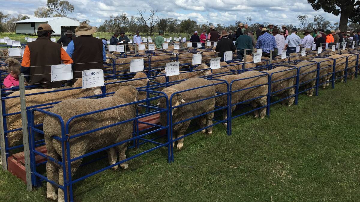 Action during the on-property auction of Poll Merino rams account Alistair and Natasha Wells, One Oak Poll Merino stud, Jerilderie, which saw top price of $10,000 and average $1519 for 95 sold.