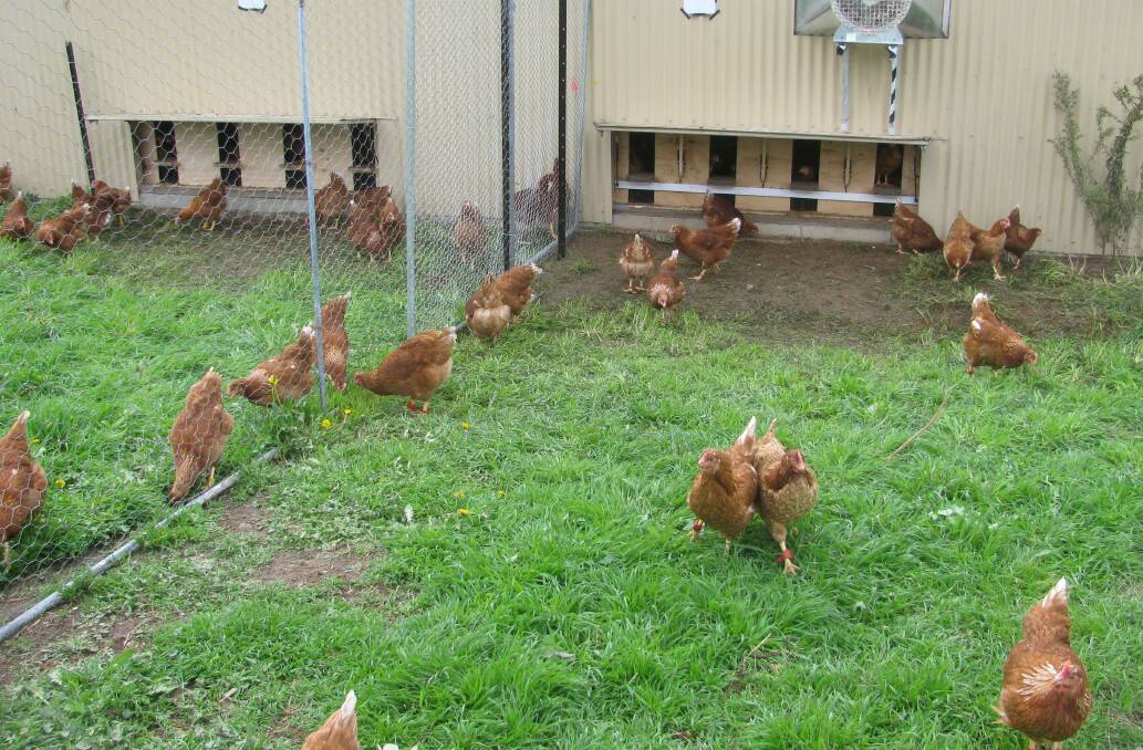 In the outdoors: Hens responding to being allowed to roam outside their laying sheds. Photo: supplied Bridget Smith.
