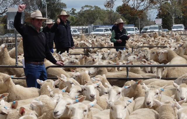 Selling action: The Landmark, Wagga Wagga team, in action at the Narrandera saleyards taking bids on the 4900 autumn 2015 drop first cross ewes which topped at $270. Photo: supplied. 