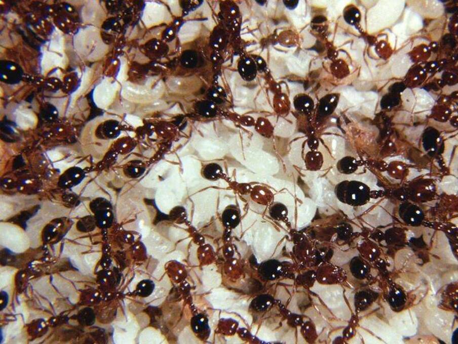 Red imported fire ants are still concerning landholders. Photo: The Canberra Times
