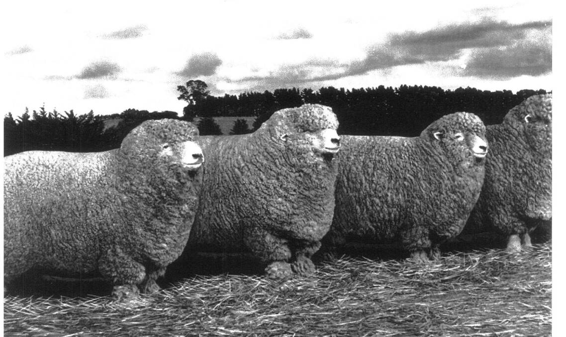Classic Corriedales: Group of Corriedale sheep following a successful show during the 1960's. Photo: Jane Carter.
