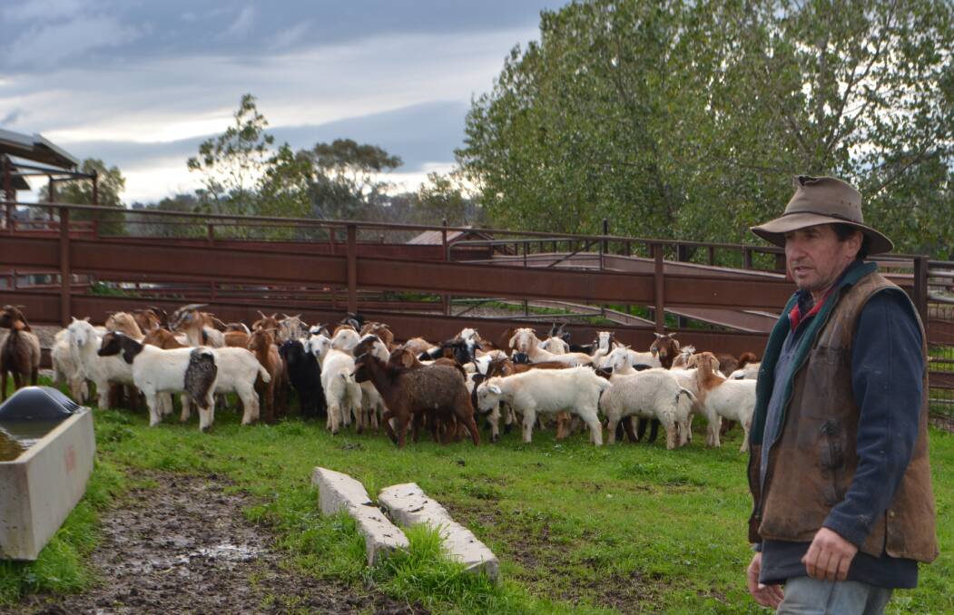David Booth with a draft of weaner wether goats based on rangeland does joined to Boer billies being prepared for his wholesale outlets in Canberra. "At the moment our organic produce is on par with indicative prices of beef and lamb." 