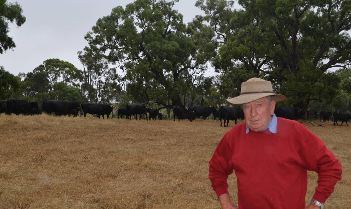 Tate Heggaton, "Bramshott", Wallendbeen, looking over a draft of the five-year-old Angus cows with calves bought during the dispersal of the renowned Kilburnie herd at Walcha.
