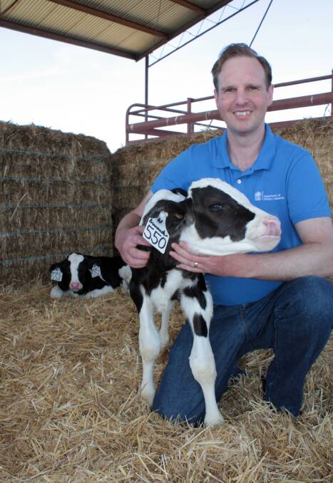 Wagga Wagga-based NSW Department of Primary Industries dairy development officer, Peter Havrlant, plans to identify production systems to boost values of male dairy calves through his recently awarded Churchill Scholarship. Photo: supplied.
