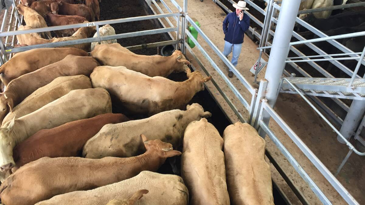 1401 grwon cattle with 110 calves yarded at Wodonga