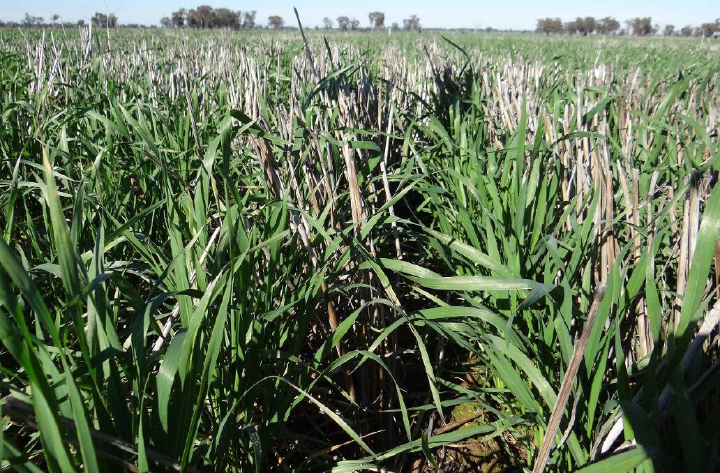 Dr Cassandra Schefe: The Stubble Project was a significant investment in local field trial research, though the sheer scale and range of trials undertaken throughout the project has meant that a lot of the research has not yet been discussed with grain growers. Photo: supplied