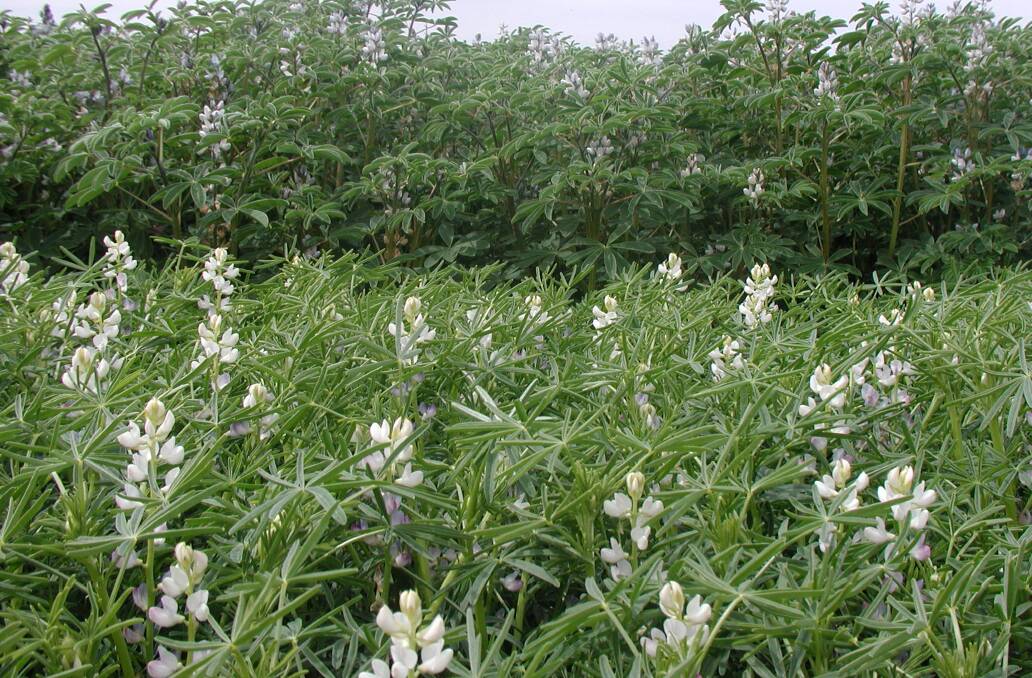 Surveillance for lupin anthracnose will be conducted in spring 2018 to confirm absence of the disease and support an eradication declaration for NSW.
