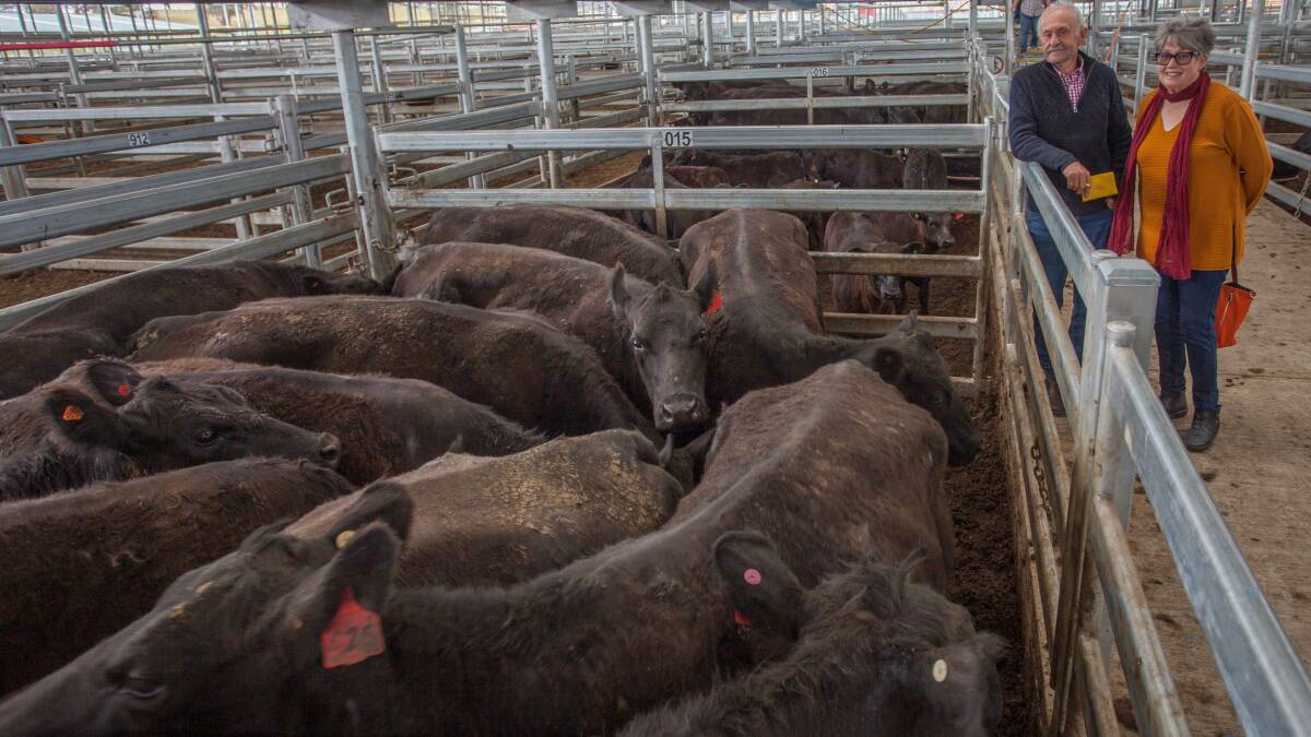Graham and Pam Hawke ‘Platinum Park’, Tarago sold 18 Angus x cows (3-5 yrs) with calves to a top of $1840. 
