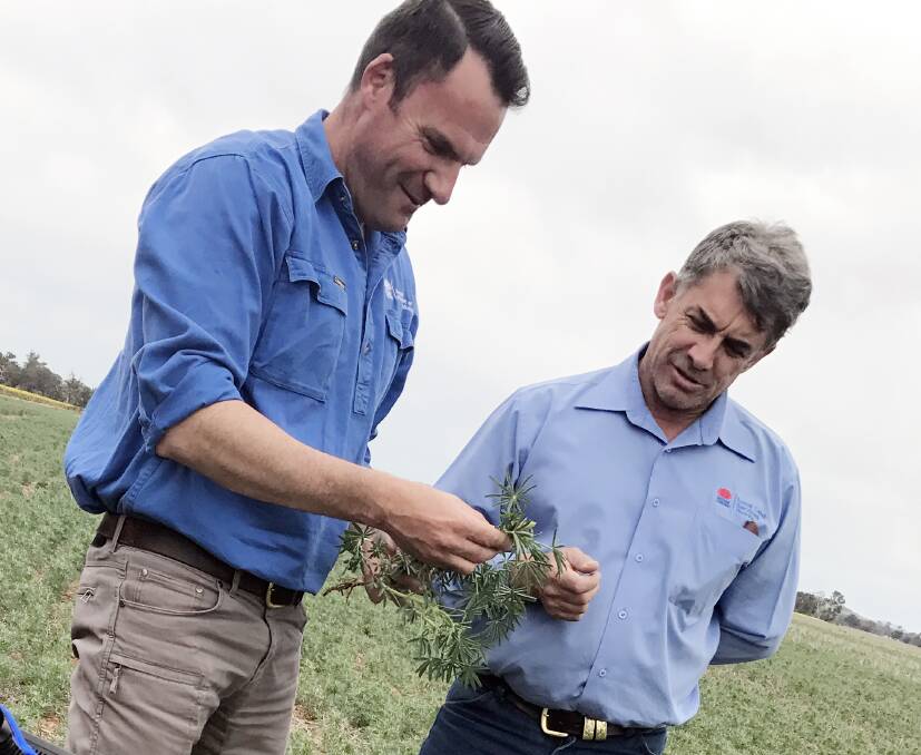 NSW Department of Primary Industries plant pathologist, Kurt Lindbeck, discusses the lupin anthracnose eradication campaign with Riverina Local Land Services team leader for plant health, Michael Leane. Photo: supplied
