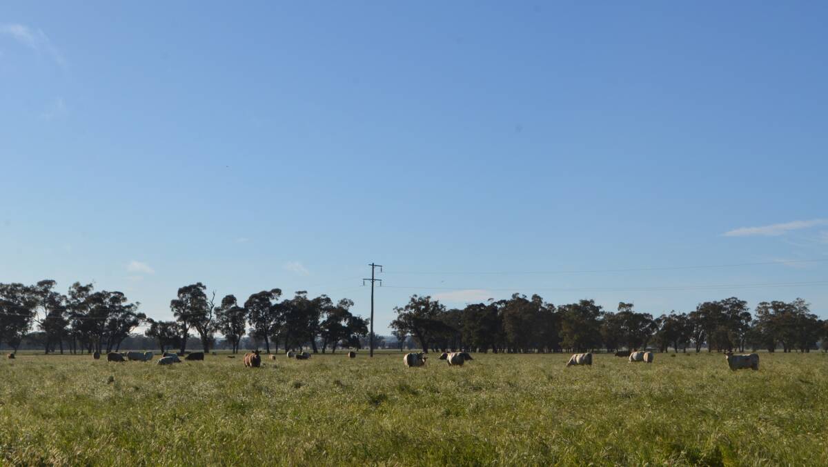 Murray Grey cows with calves grazing on lush pastures in the Riverina are still susceptible to Pulpy kidney and bloat according to Dr Sophie Hemley, District Veterinary Officer with Local Land Services Western Region.