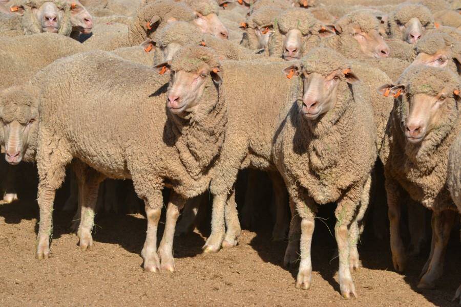 One-and-a-half-year-old, Haddon Rig-blood and October-shorn ewes joined to HR Merino rams sold for $400. Photo: AuctionsPlus
