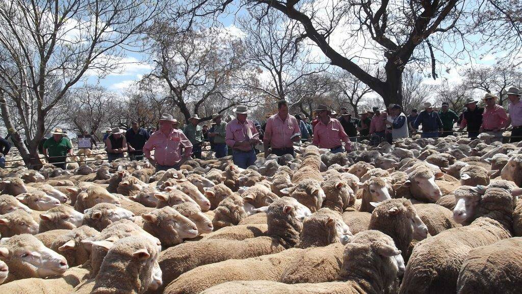 'Station-bred' Merino ewes attracting consistent demand at Hay Sheep Sale, with top price of $274.