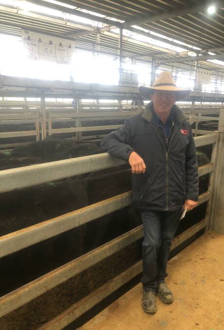 Wodonga agent Kevin Corcoran with 22 steers, Table Top Angus-blood, 351kg, which sold for $1560 at Wodonga. Photo: Northern Victoria Livestock Exchange