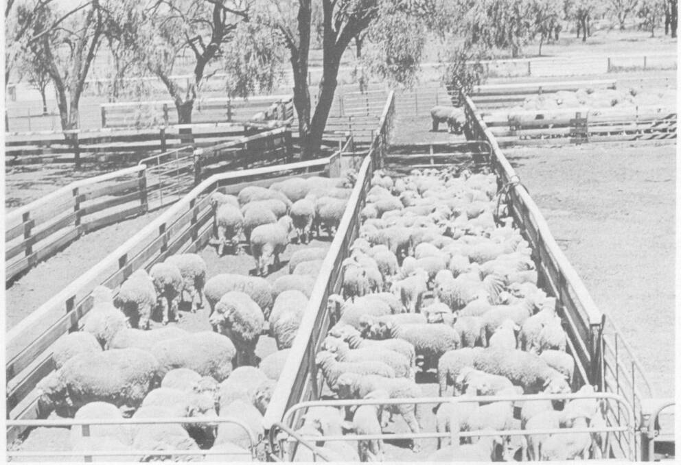 The 37 Merino ewes and their 171 Poll Merino lambs produced as a result of multiple ovualtion and embryo transfer. Contributed photo.