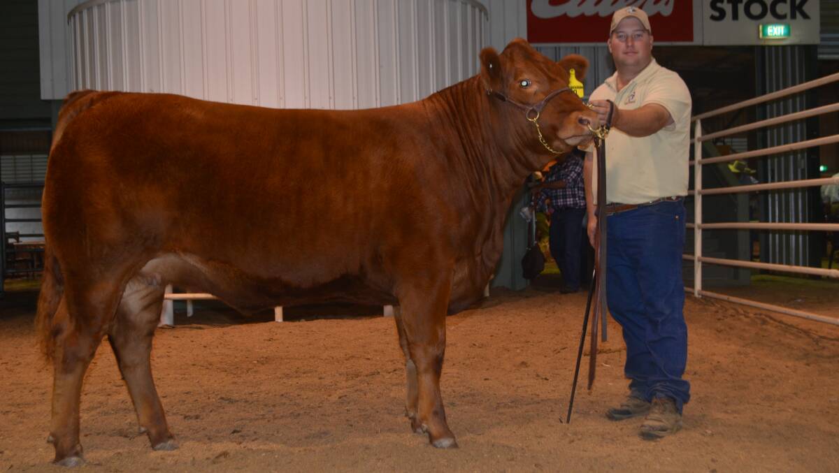 Hayden Green, Summit Limousin stud, Uranquinty, holding Summit Cauliflower K34, sold for $15,000.
