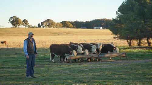 Hereford producer Ken McCallum will sell his bulls direct from the paddock. Photo: Clare McCabe.
