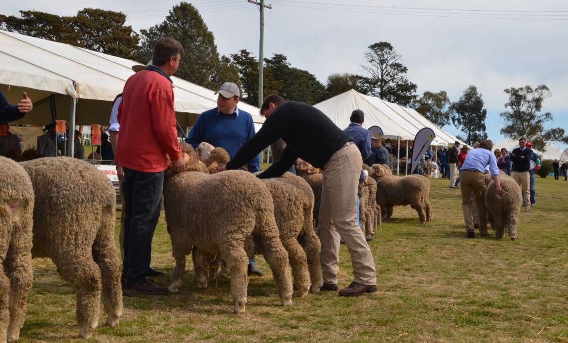 Judging of stud Merino ram classes during the annual South West Slopes Stud Merino field day held at Galong. This years event will be held in Harden.