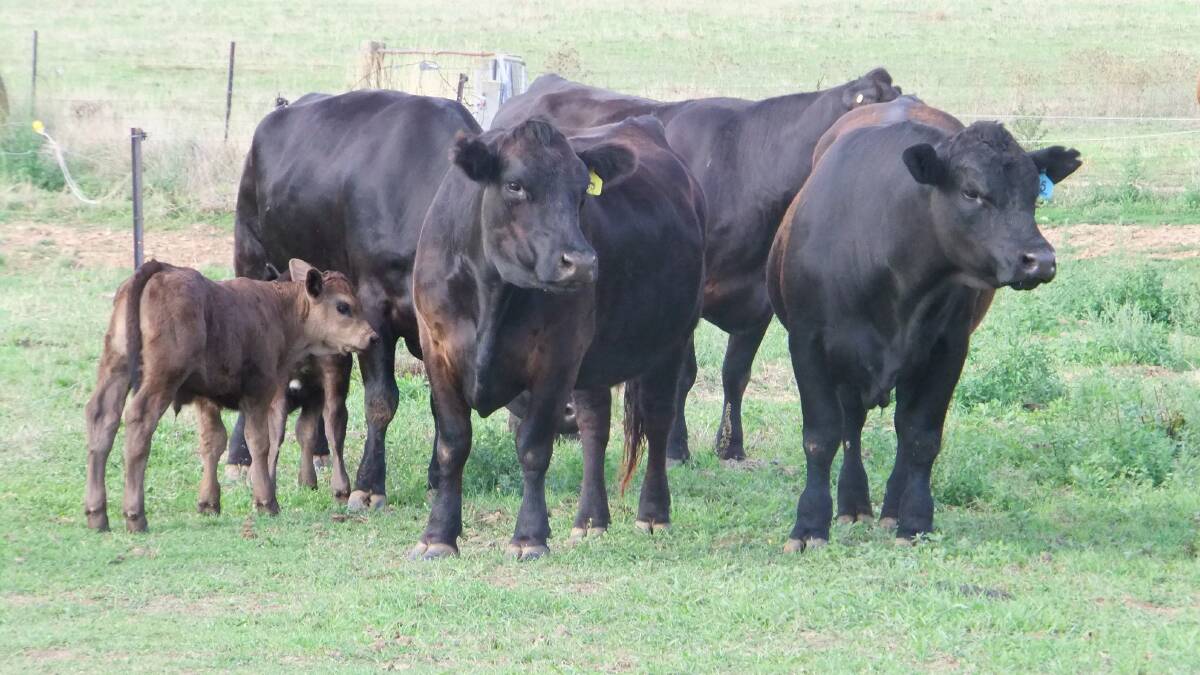 Matrons: Black Simmental Angus cross cows with calves bred by Tex Pierce and Kim McConville, Mudgegonga, Victoria. Photo: supplied.