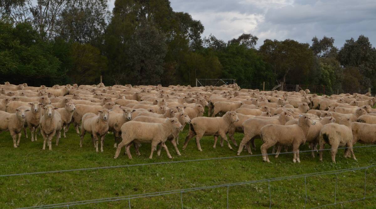 Breeding first-cross ewes reduce risk of introducing health issues to property. 
