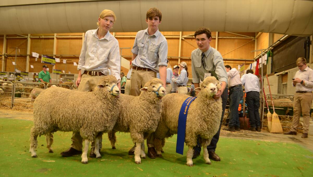 Winning trio of the Corriedale breed to contest the Peter Taylor Trophy for supreme interbreed group at 2017 Royal Sydney Show - bred and exhibited by the Thompson family, Tymec Corriedales, Crookwell - and paraded by David Thompson, Fred Fletcher and Jack Finch.