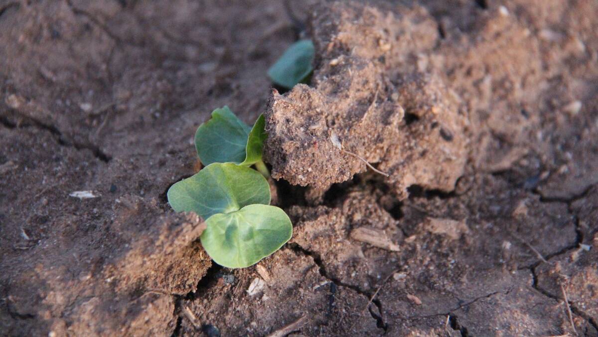 New cotton season: A cotton plant emerging as part of the increased planting of the crop across NSW. Photo: supplied. 