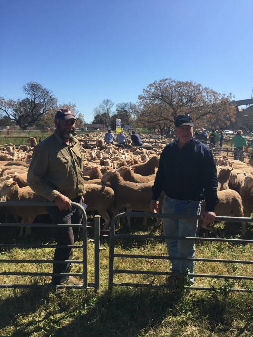 Wes Kember with Andrew Cumming, Methul and his 216 April/May '19 drop ewes sold for $355.