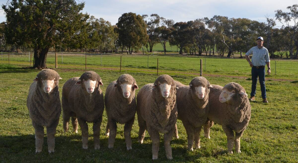 Simon Bahr with some of the Poll Merino rams he will have on display at Harden and will be offered for auction during the Eastern Riverina Merino ram sale at Culcairn.