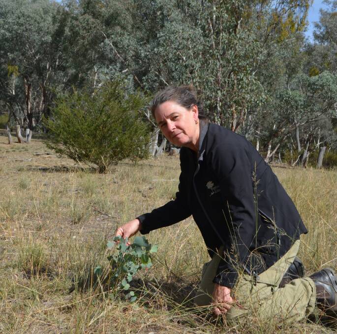 Lousie Freckelton, Highfield Farm, Adelong, looking at a young Grey box seeding growing in the regenerated area of her farm covered by the NCT covenant.