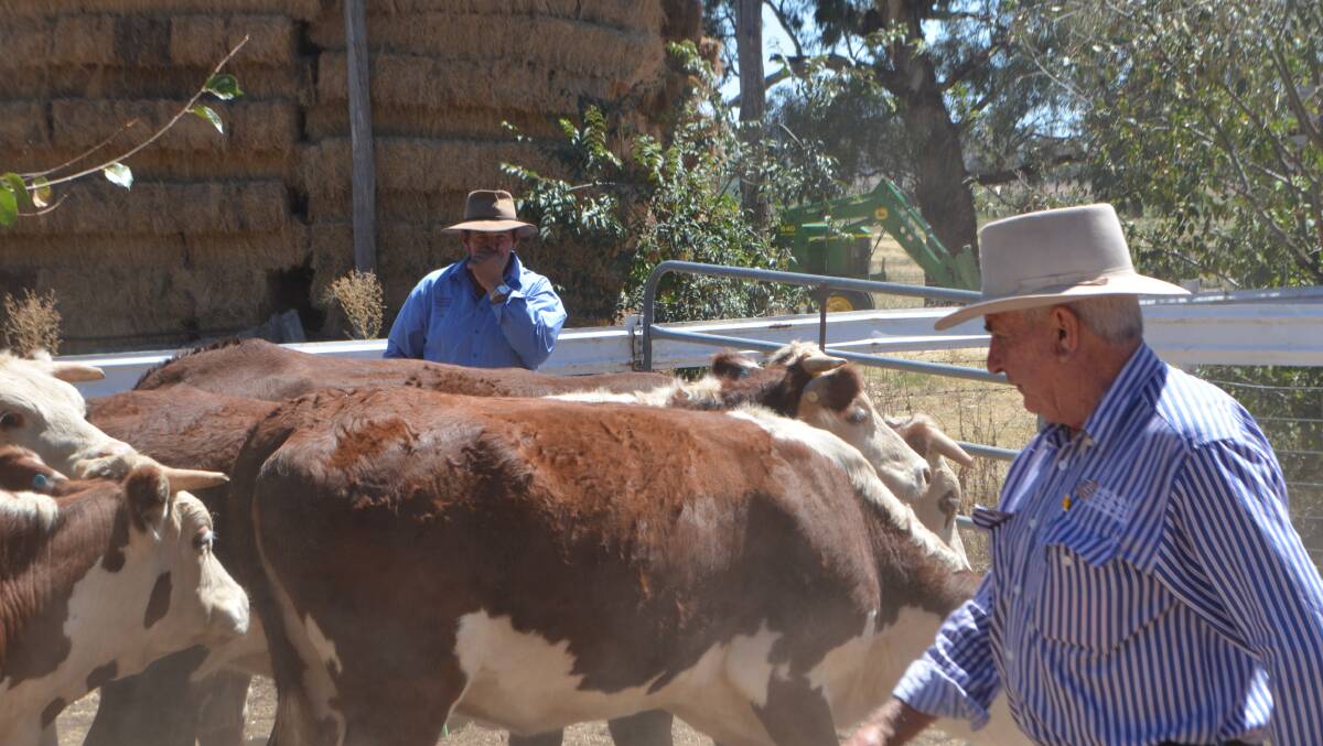 Geoff Bush and Steve Tolmie with the pen of unjoined heifers which sold to $1200