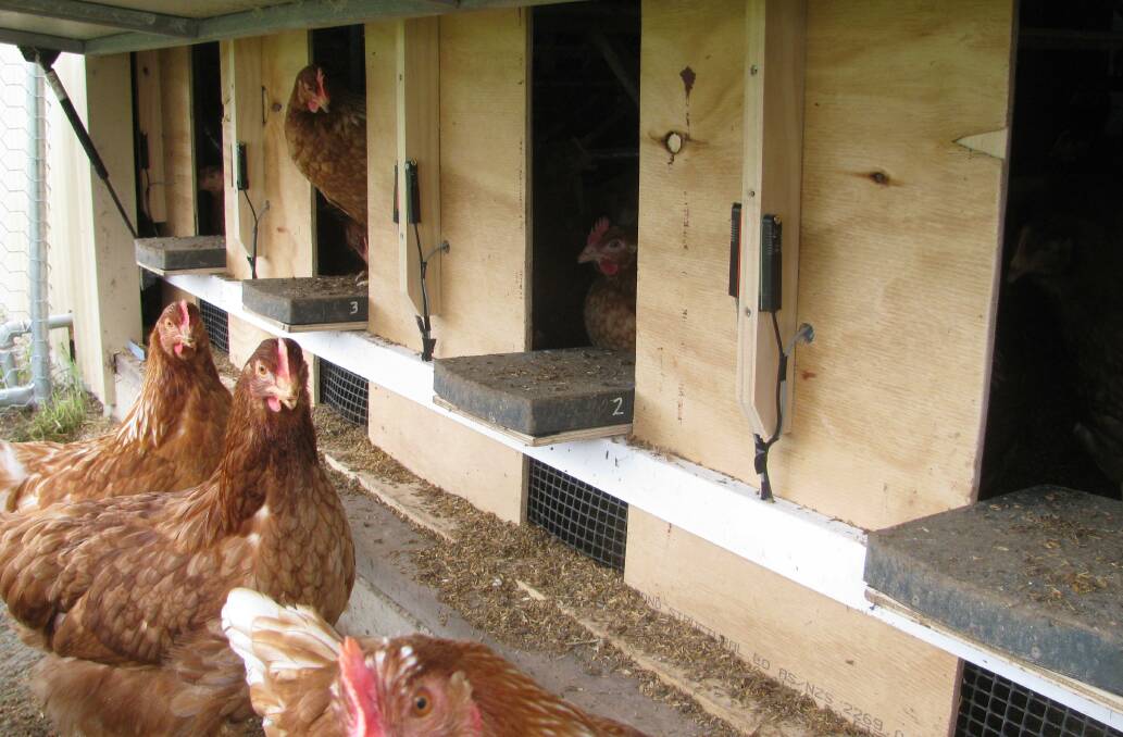Happy chooks: Hens near their laying nests to which they return from their roaming to lay. Photo: supplied Bridget Smith.