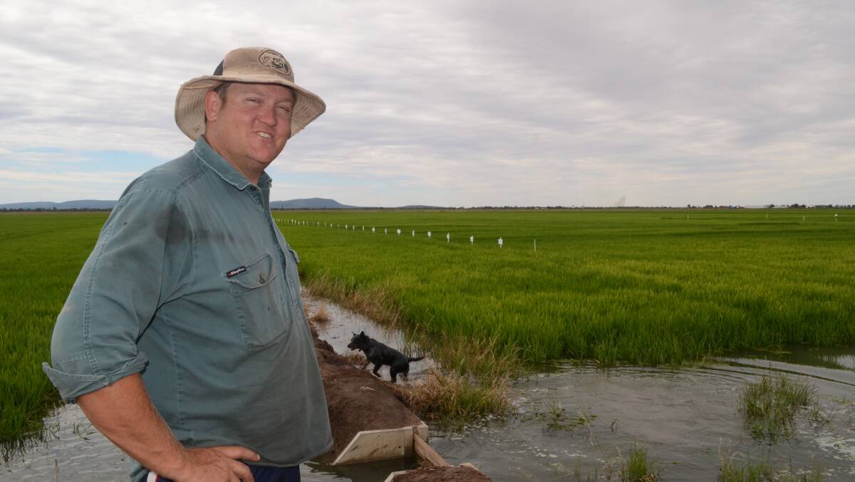 More crop per drop - Chris Morsehead, "Amberley", Yenda, with the trial crop of YR70 grown on his property.