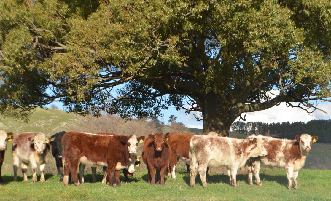 Ten-month Shorthorn cross weaners on "Green Hills", Adelong. “With our triple cross calves we are ahead on weight over the price premium.”